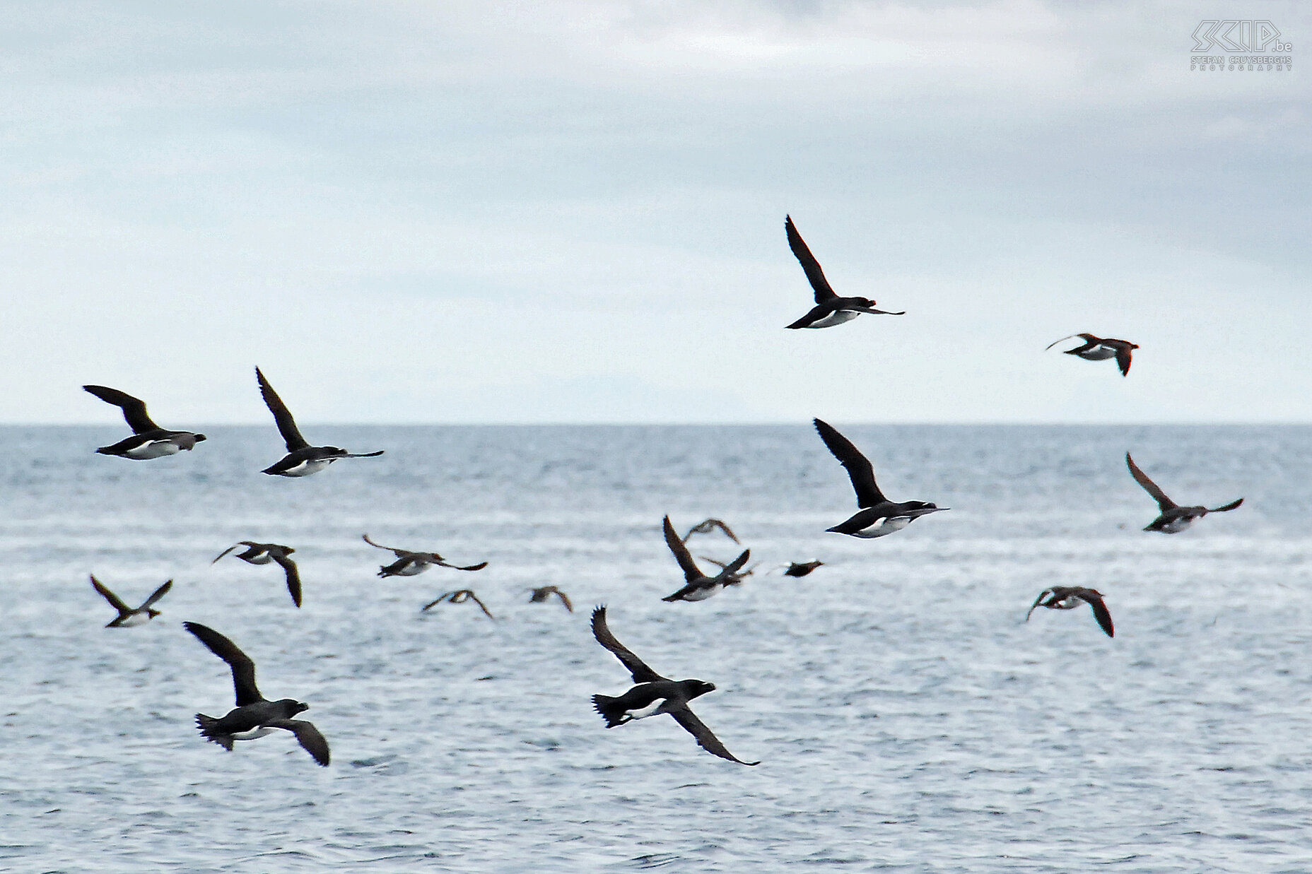 Zodiac tour - Auks We take a zodiac trip around the southern rock coasts of Vaerøy. There are loads of seagulls, auks, guillemots, cormorant and puffins. The auks soar high above when we pass with the zodiac. Stefan Cruysberghs